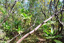 Tropical vegetation II